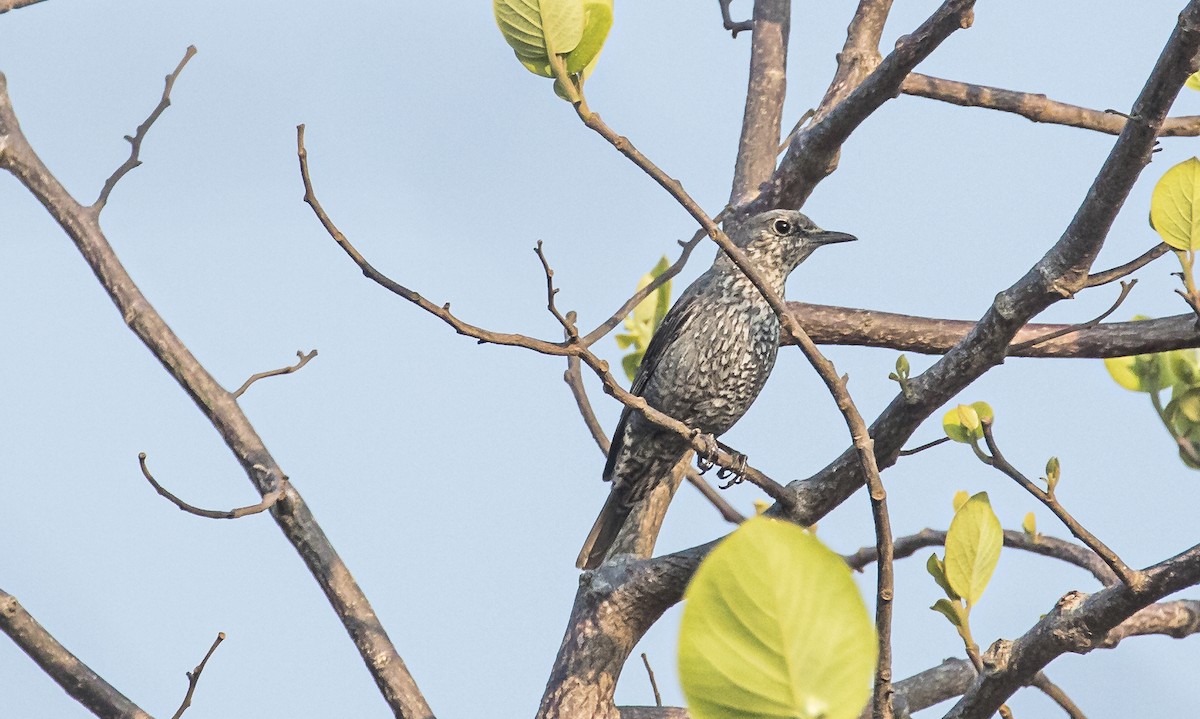 Blue Rock-Thrush - ML653255491