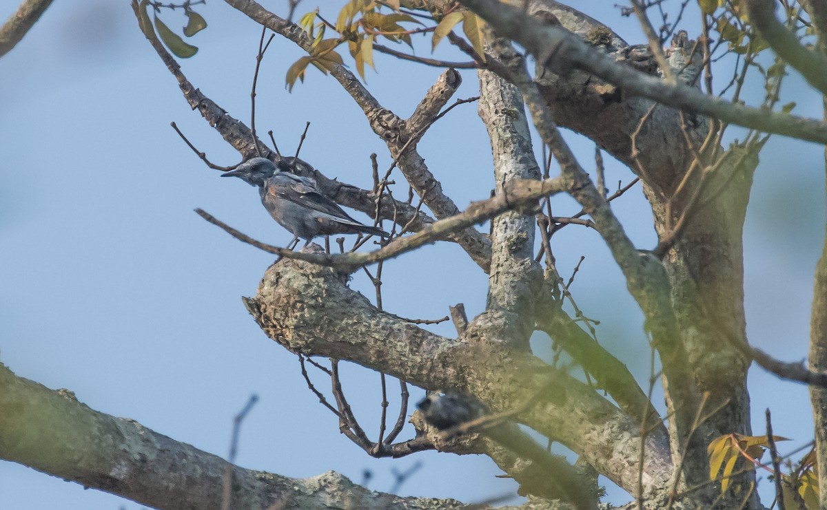 Blue Rock-Thrush - ML653255492