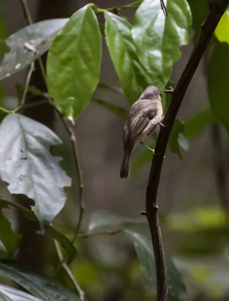 Indochinese Blue Flycatcher - ML653255595