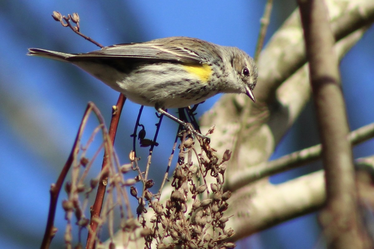 Yellow-rumped Warbler - ML653256440