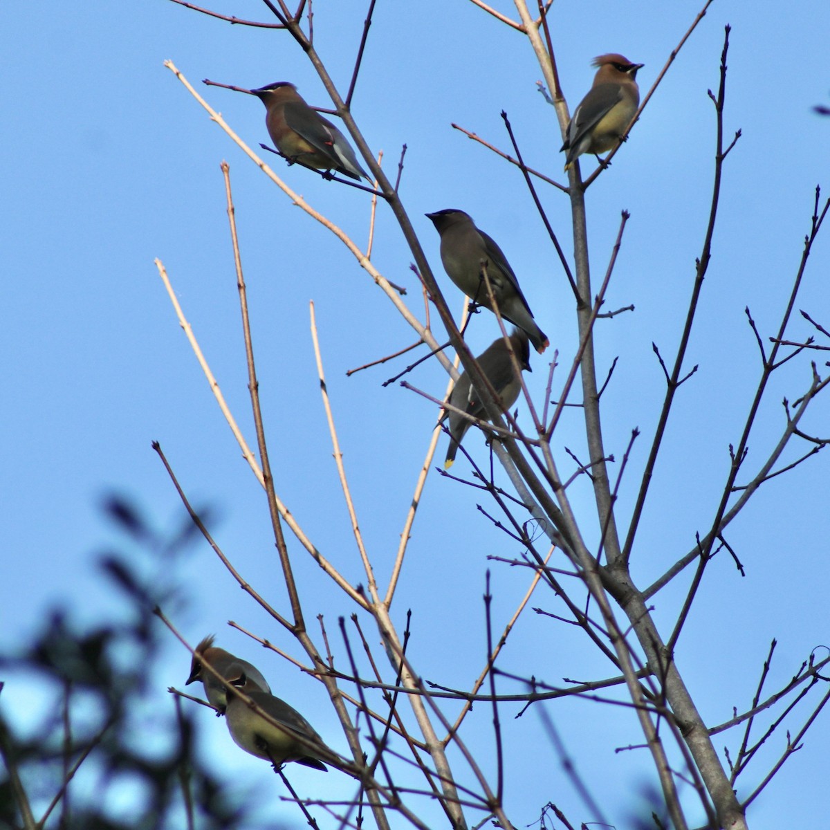 Cedar Waxwing - ML653256512