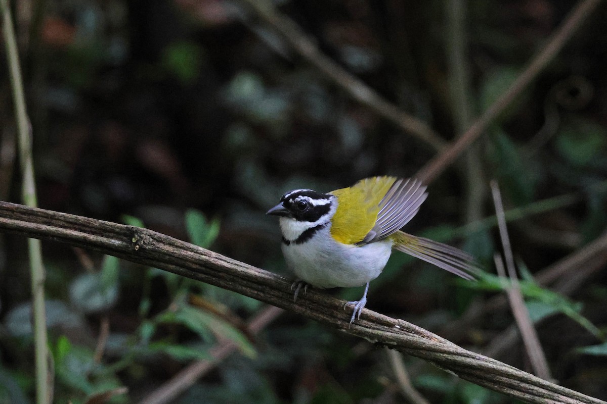 Pectoral Sparrow - ML653256757