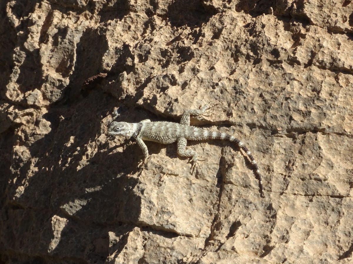 Crevice Spiny Lizard - ML653257120