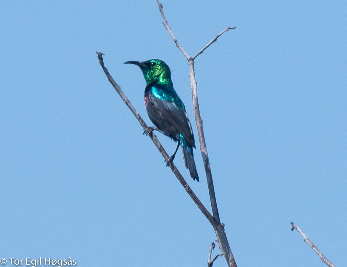 Purple-banded Sunbird - Tor Egil Høgsås