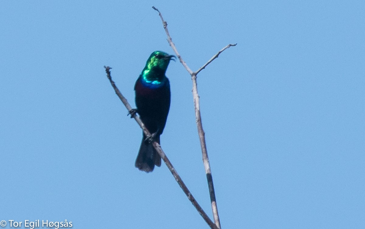 Zweiband-Nektarvogel - ML65325791