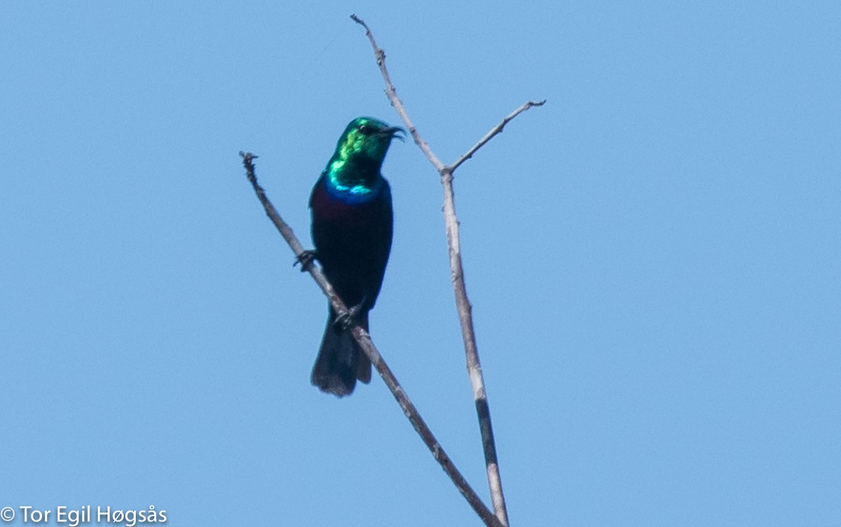 Purple-banded Sunbird - Tor Egil Høgsås