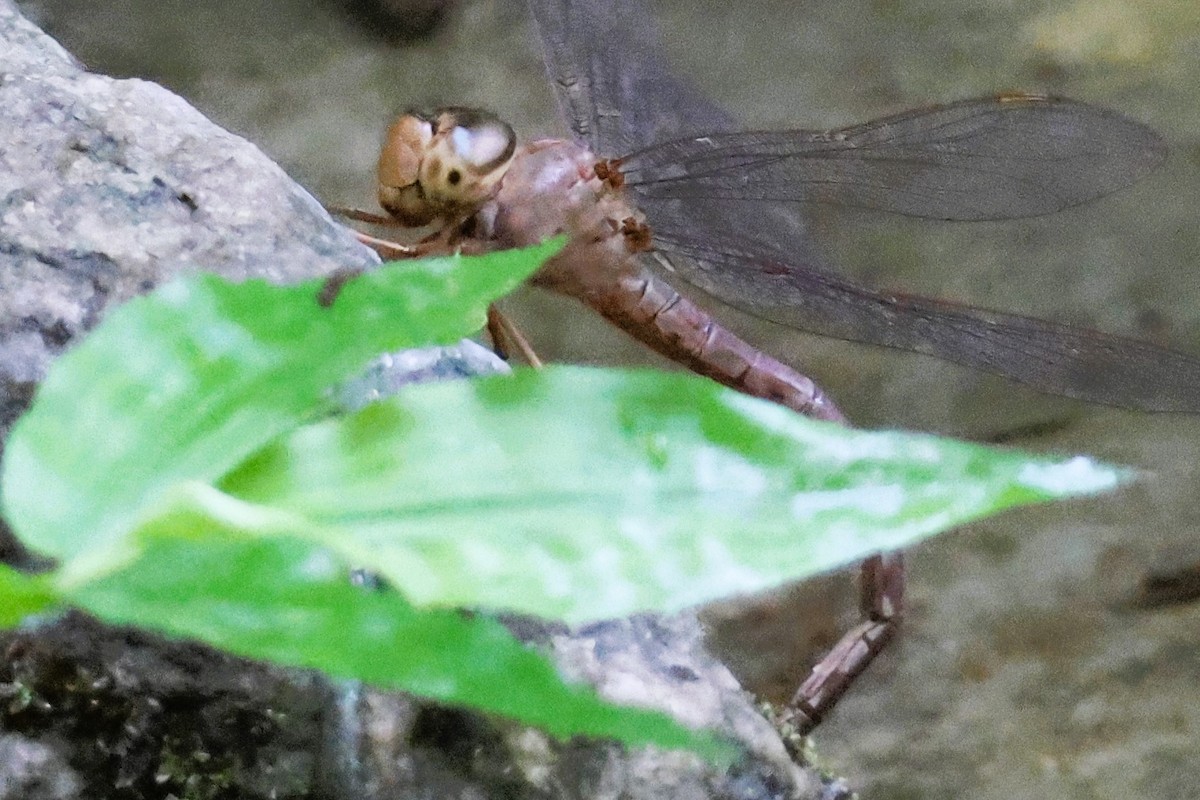 Twilight Darner - ML653257998