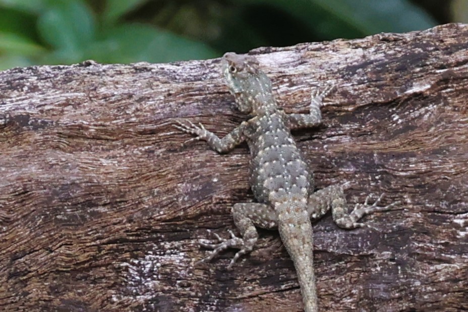 Peters' Lava Lizard - ML653258005