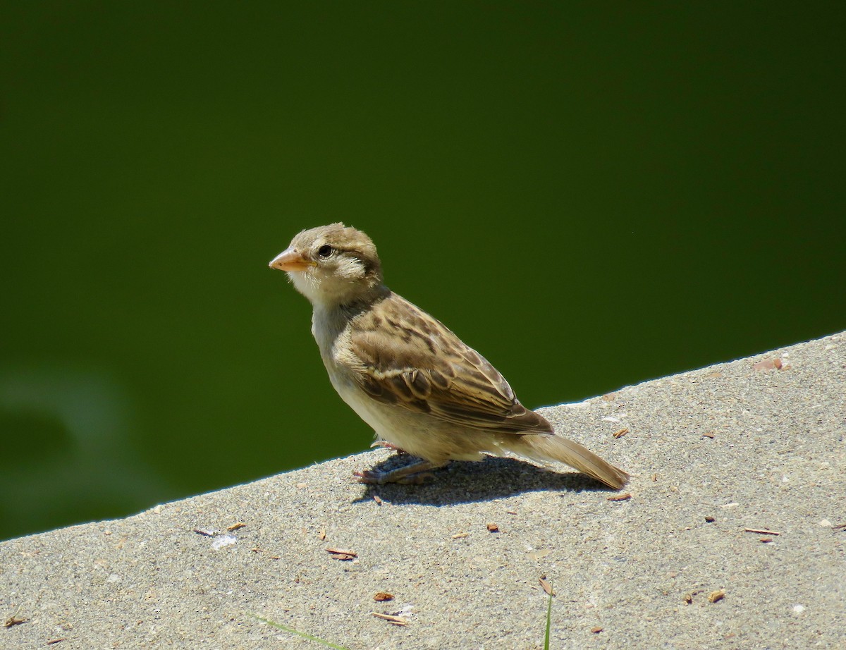 House Sparrow - Ann Tanner