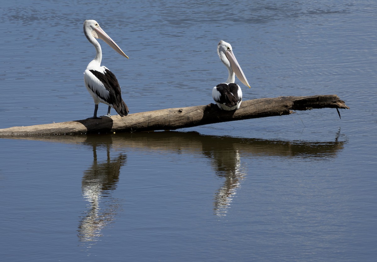 Australian Pelican - ML653261863