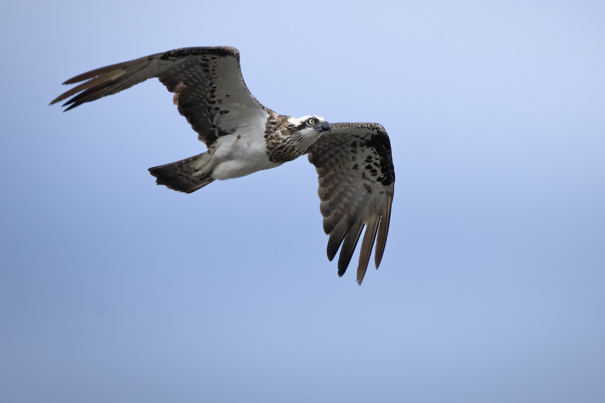 Osprey - ML653261992