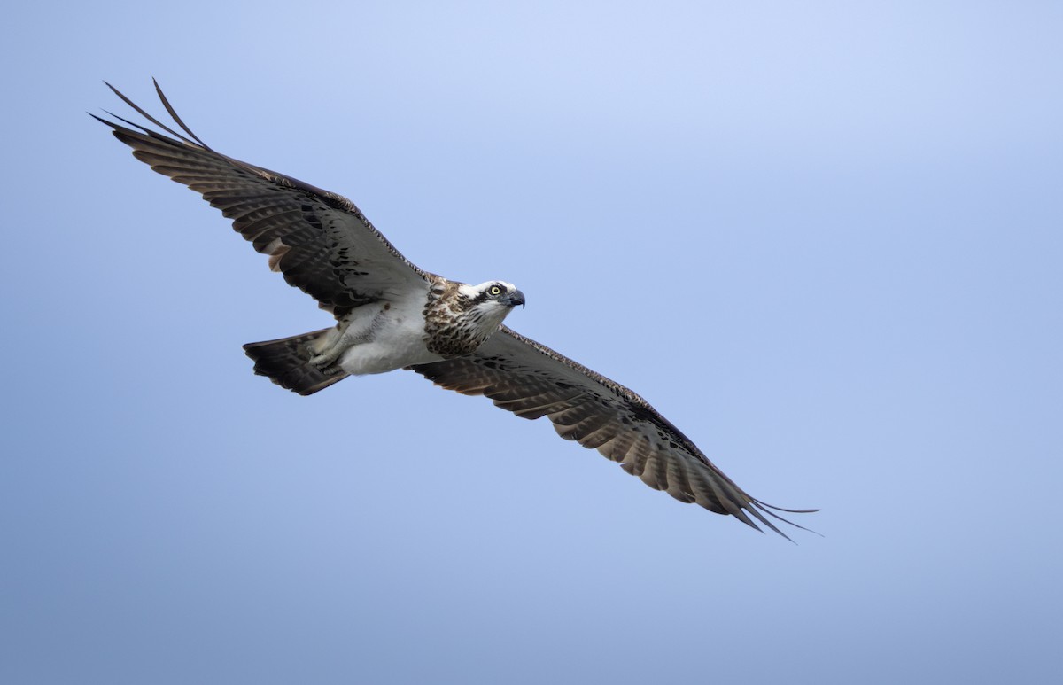 Osprey - ML653261993