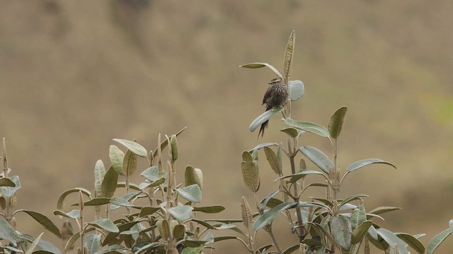 Andean Tit-Spinetail - ML653262838