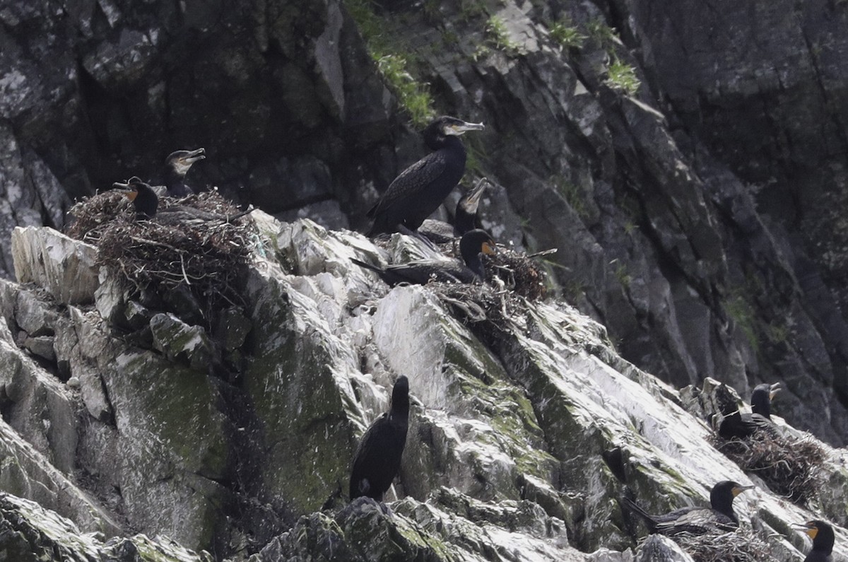 eBird Checklist - 4 Jul 2020 - Peter's River--Shag Rock - 2 species