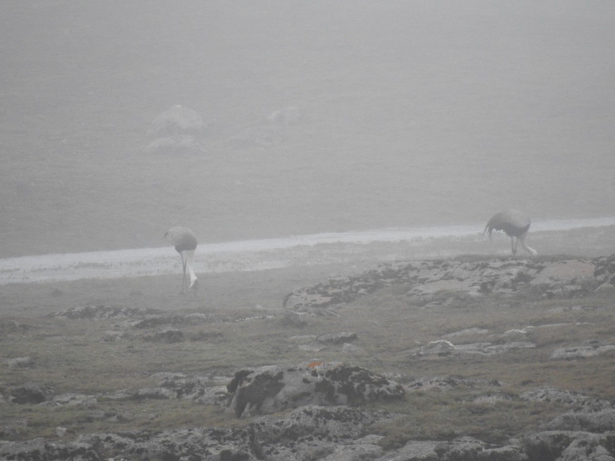 Grulla Carunculada - ML653268892