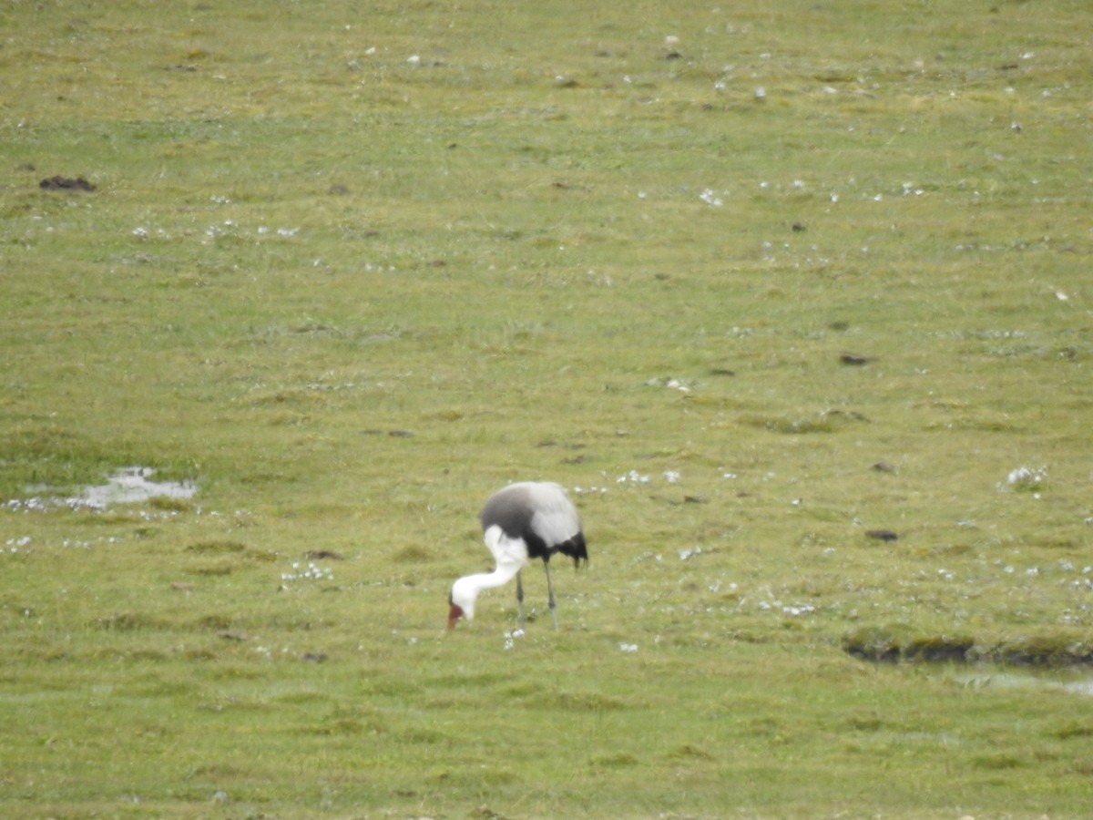Grulla Carunculada - ML653268893