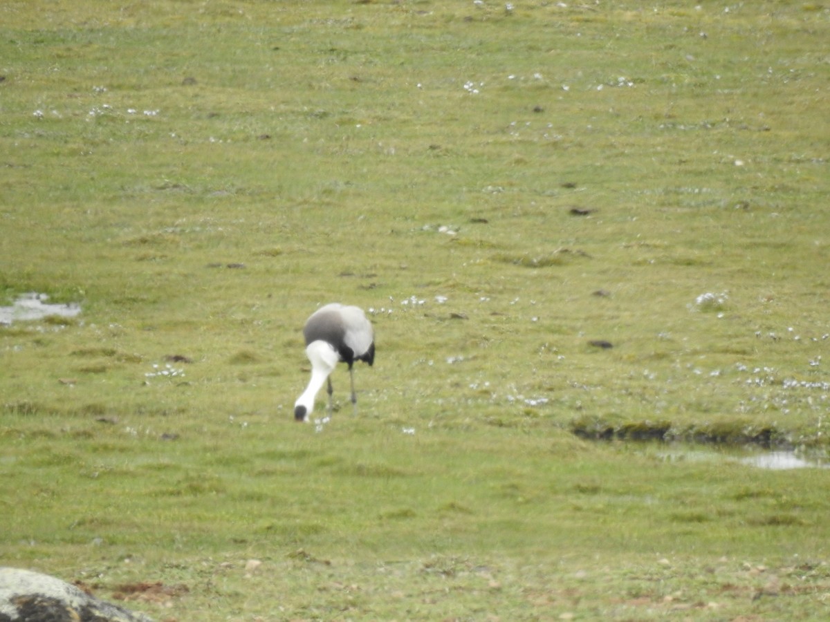 Grulla Carunculada - ML653268895