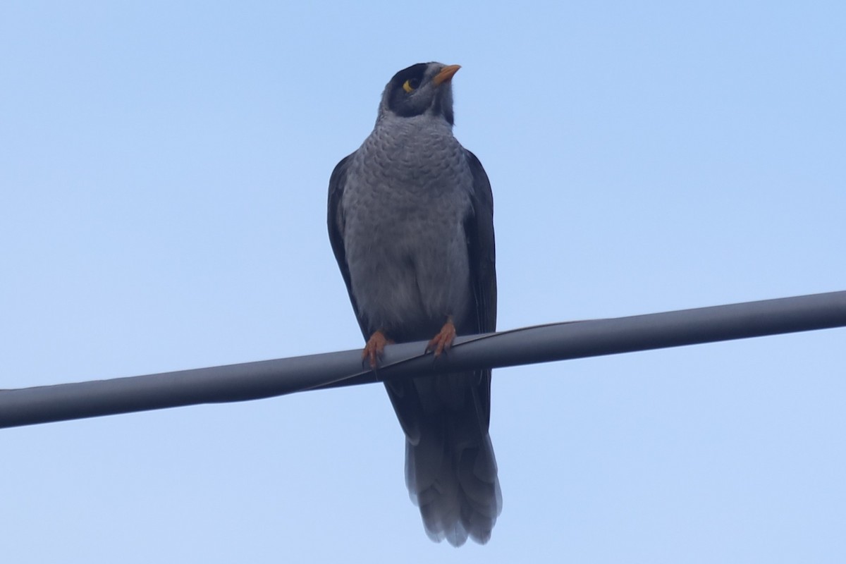 eBird Checklist - 22 Mar 2026 - B T Connor Reserve - 22 species