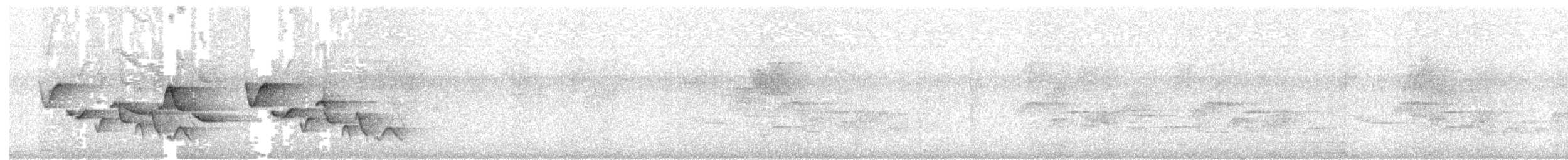 Поплітник плямистий - ML65327071