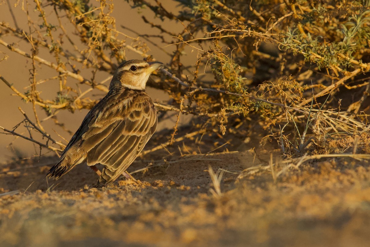 Küçük Boğmaklı Toygar - ML653272261