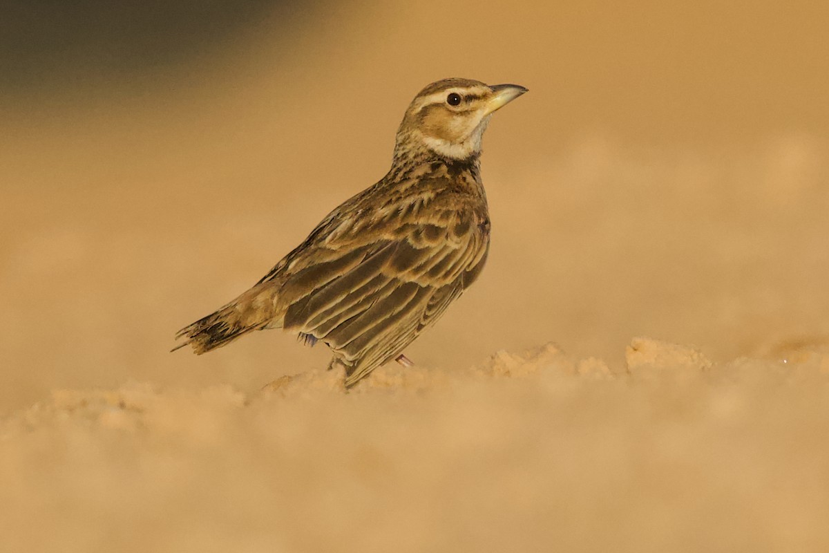 Küçük Boğmaklı Toygar - ML653272262