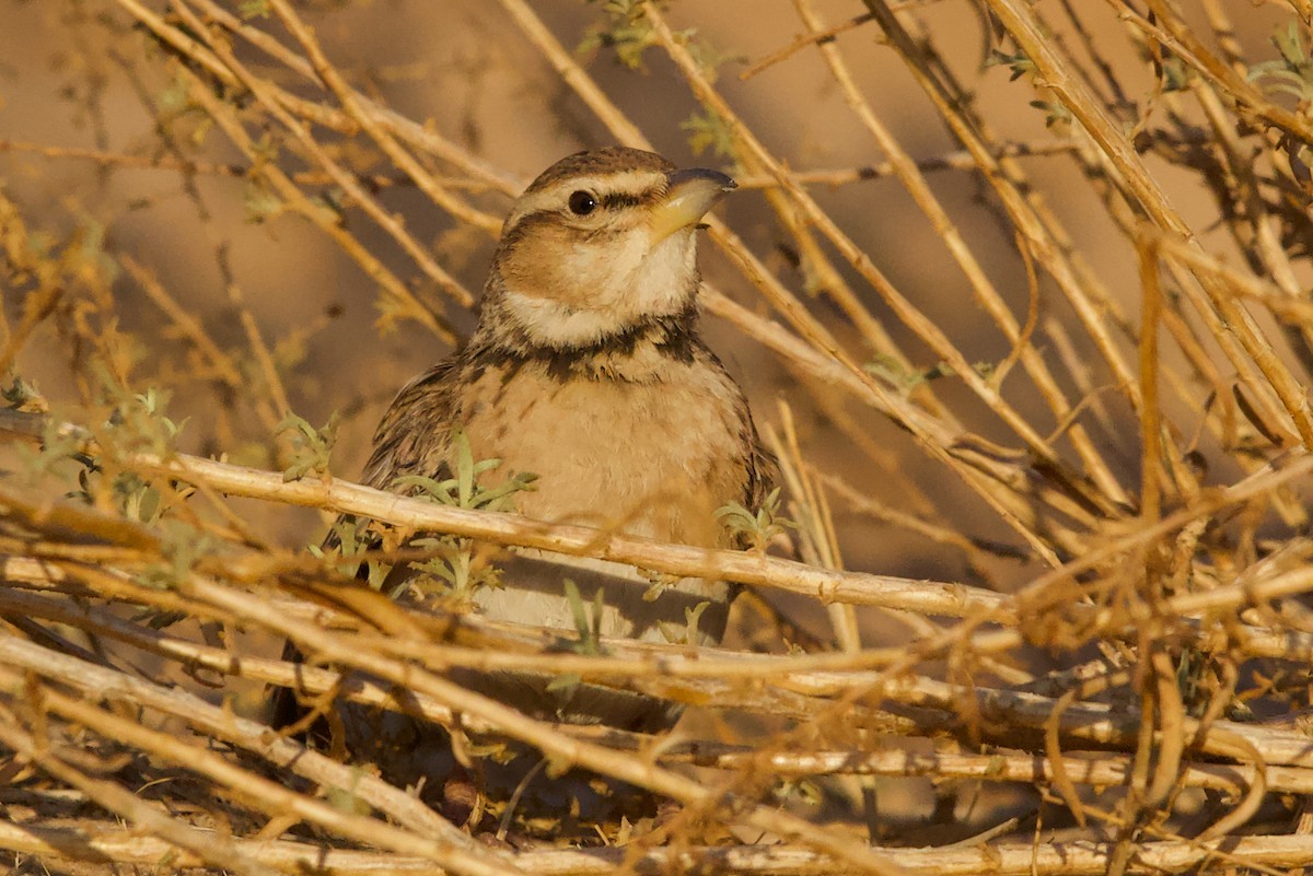 Küçük Boğmaklı Toygar - ML653272263