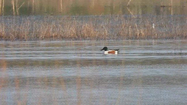 skjeand - ML653272575