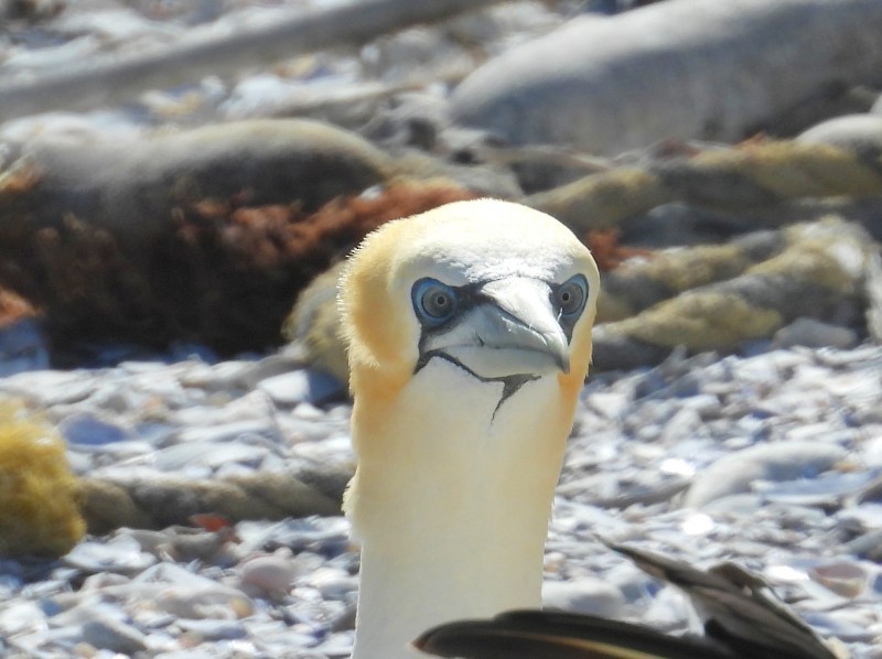 Australasian Gannet - ML653273041