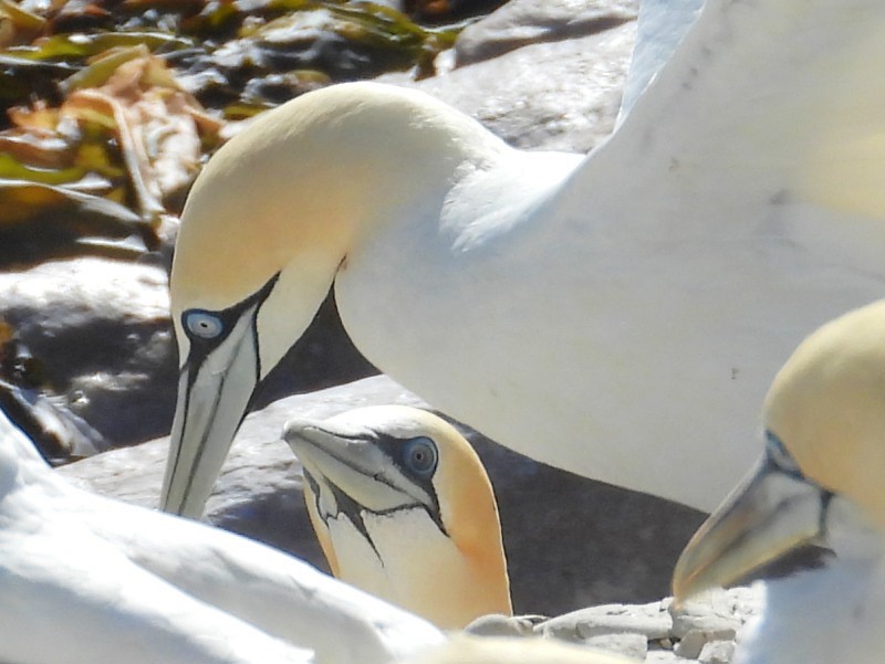Australasian Gannet - ML653273042