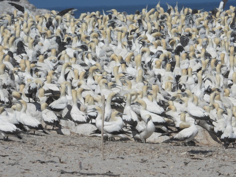 Cape Gannet - ML653273071