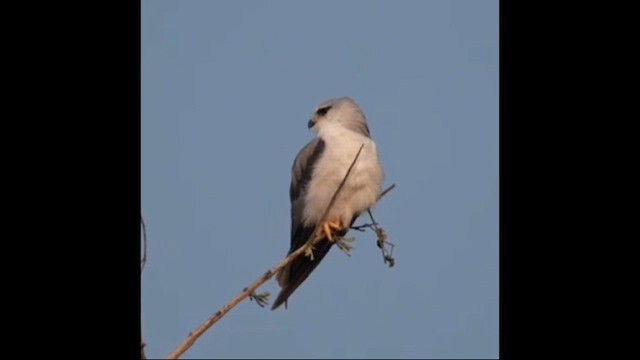 Élanion blanc - ML653273130