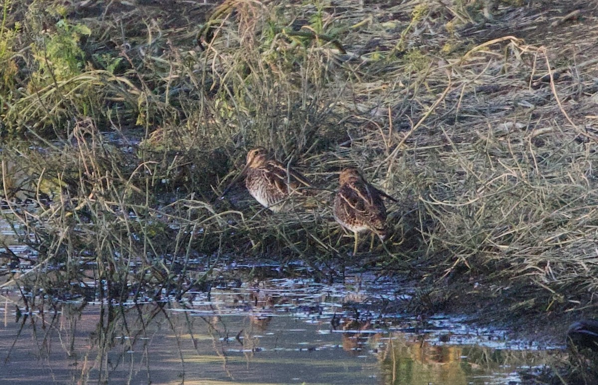 Wilson's Snipe - ML653277556