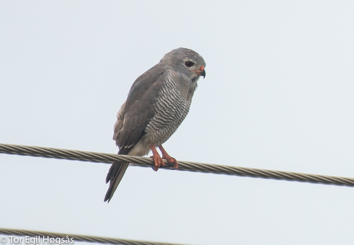 Lizard Buzzard - ML65327781