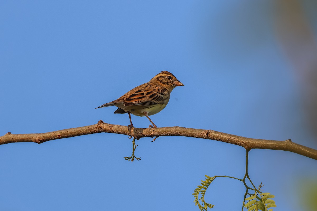 Вівсянка лучна - ML653278745