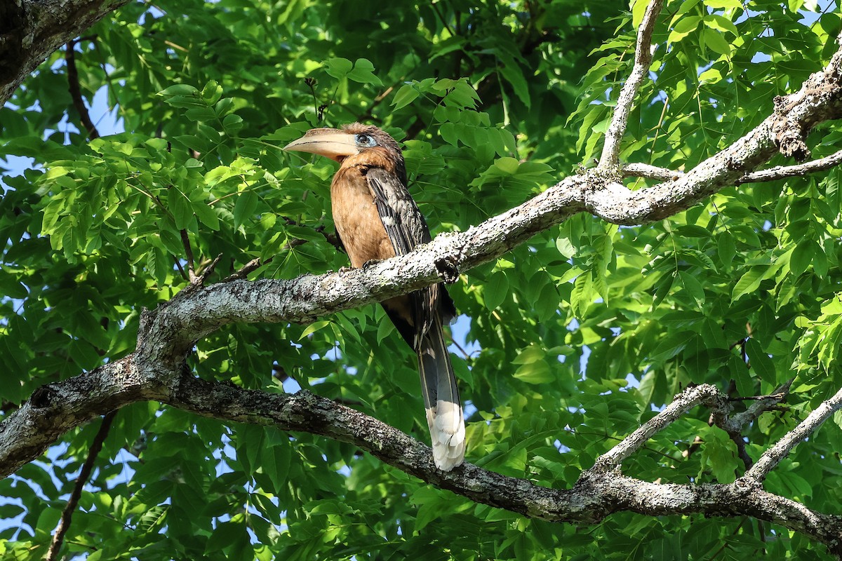 Калао рудощокий - ML653278853