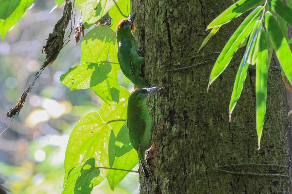 Бородастик червоногорлий - ML653278870