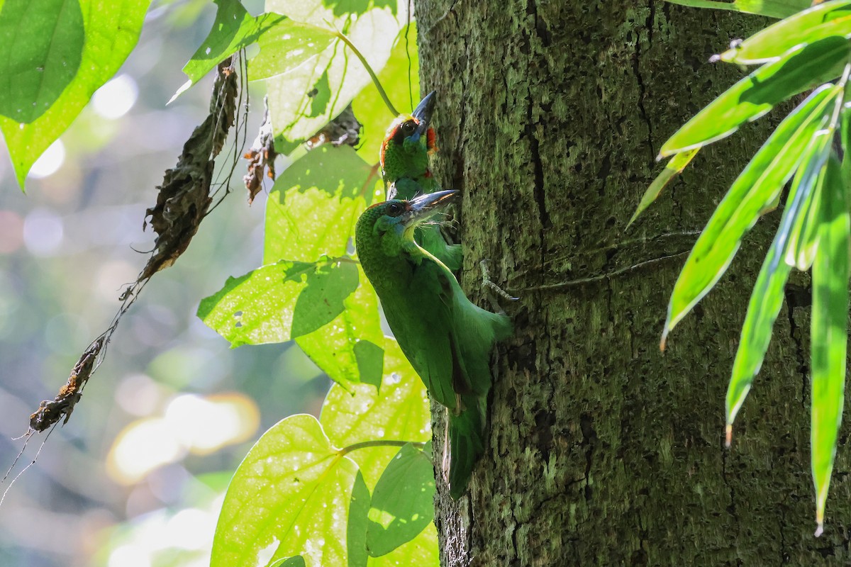 Бородастик червоногорлий - ML653278871