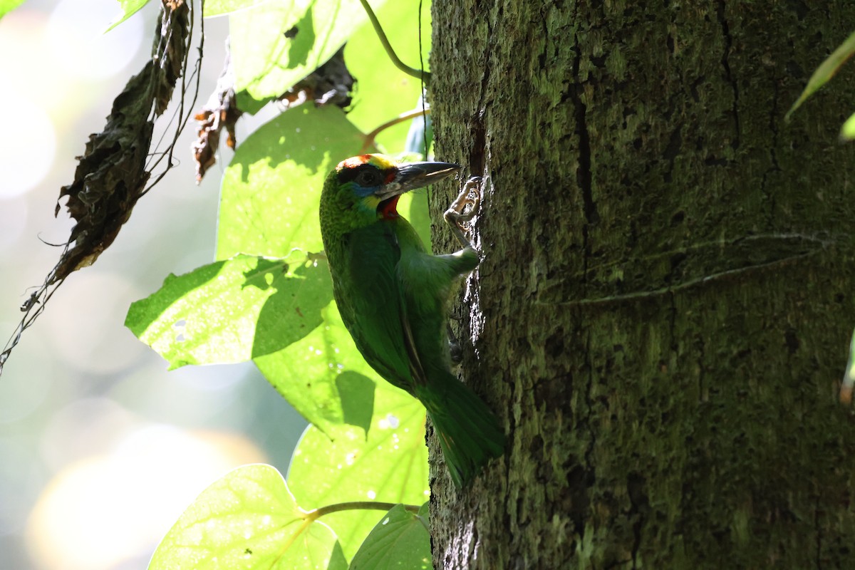 Бородастик червоногорлий - ML653278877