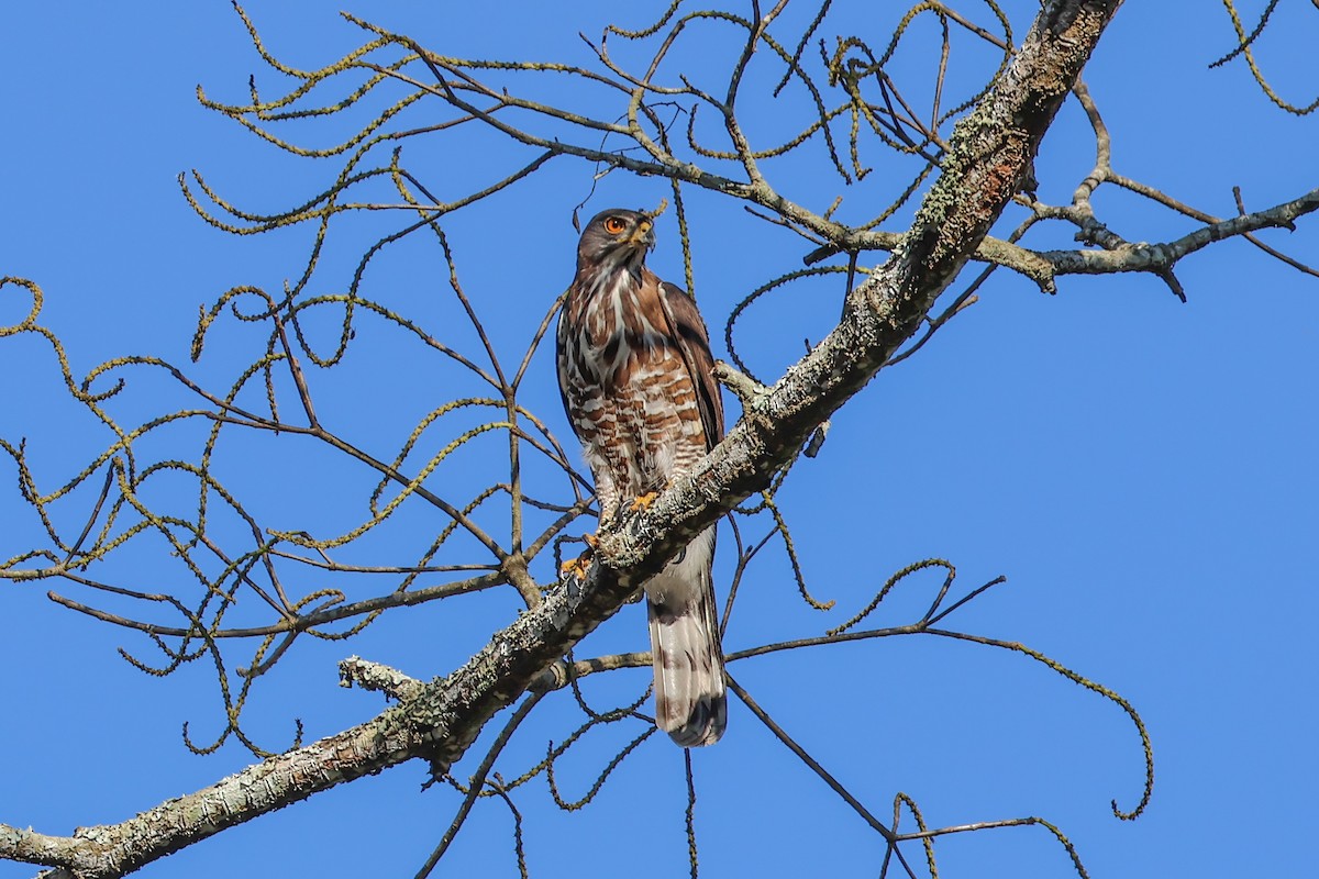 Яструб чубатий - ML653278912