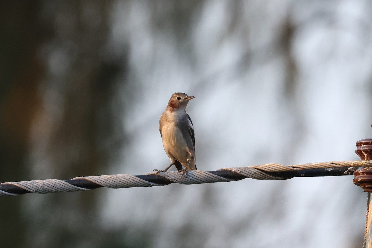 Шпак японський - ML653279130