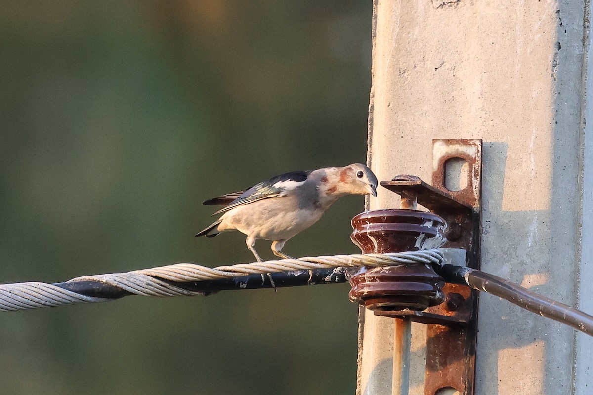 Шпак японський - ML653279131