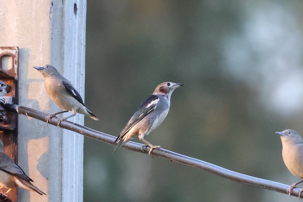 Шпак японський - ML653279132