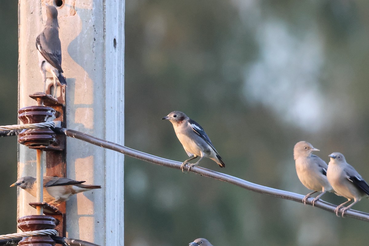 Шпак японський - ML653279133