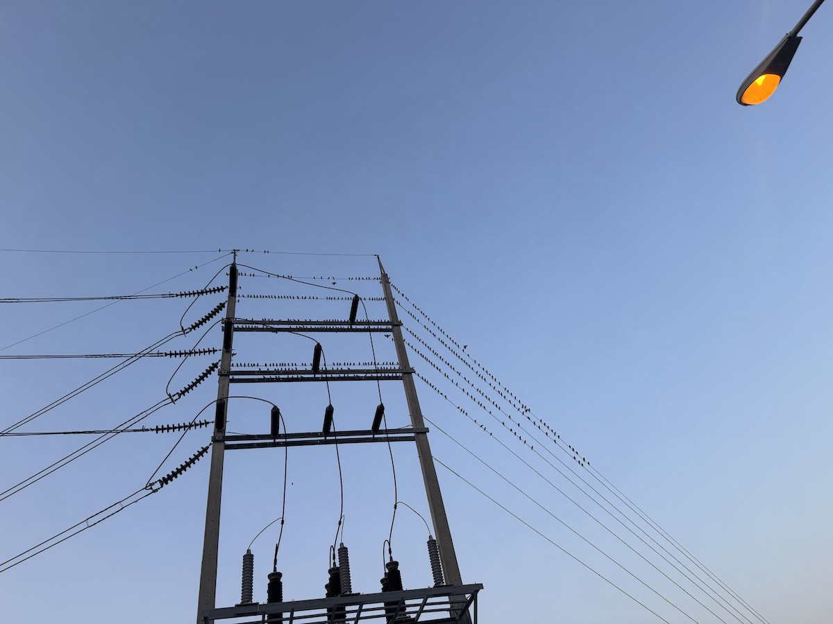 Шпачок китайський - ML653279153