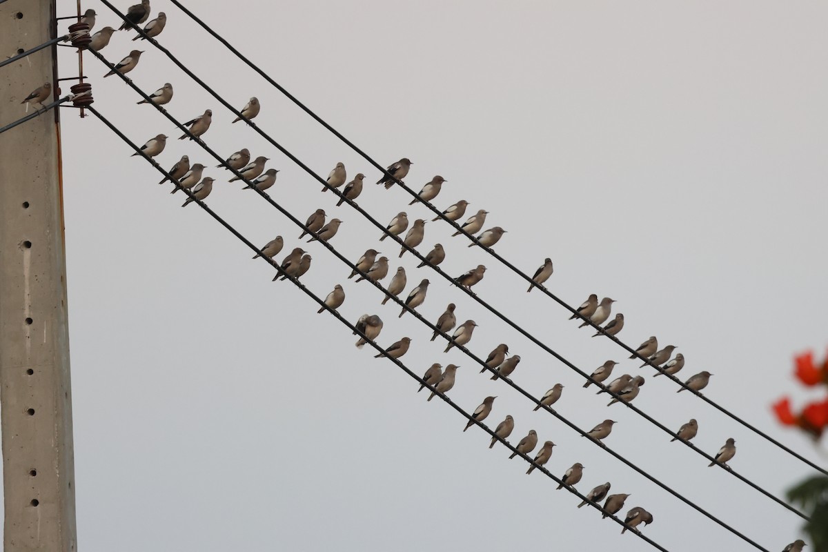 Шпачок китайський - ML653279154