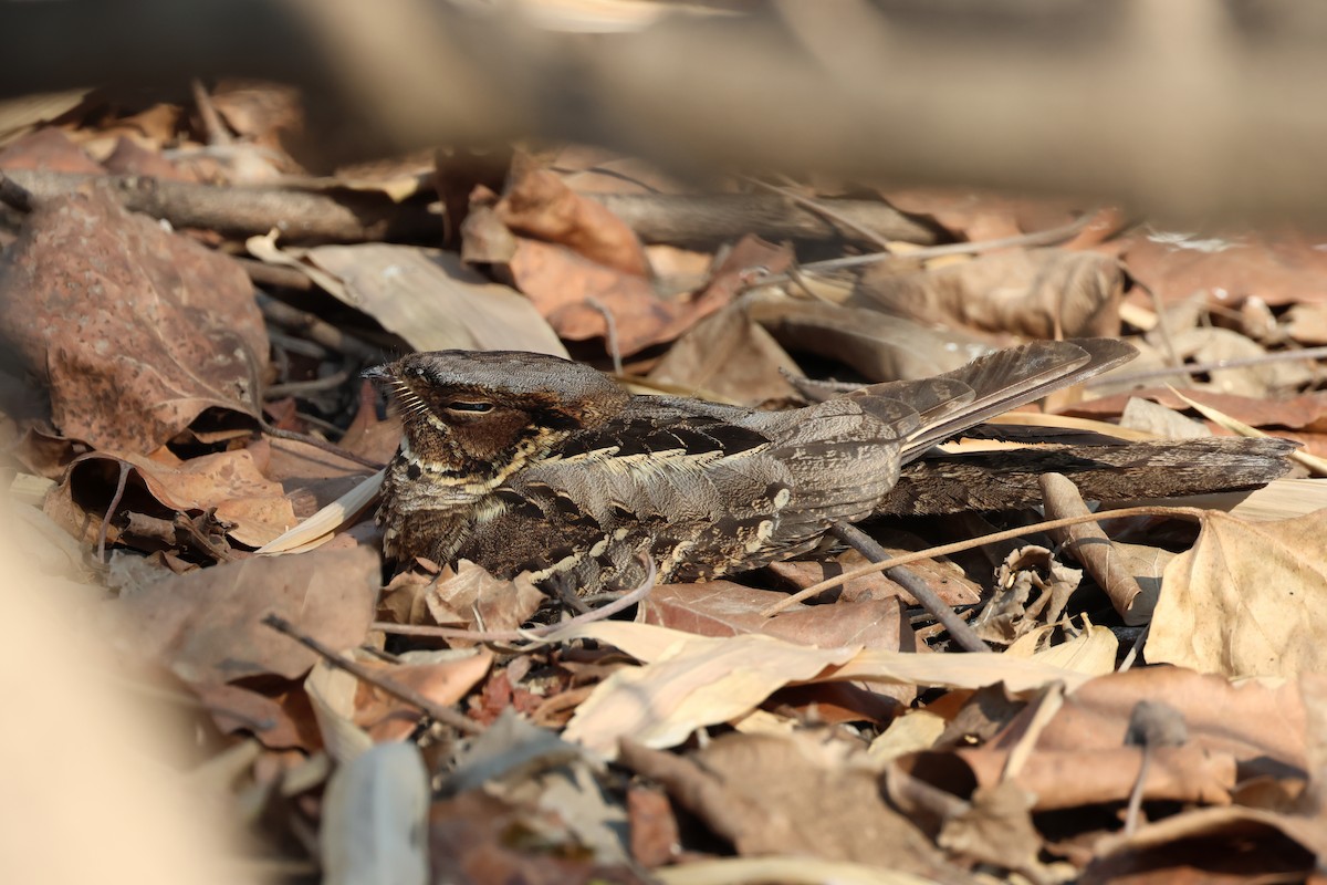 Дрімлюга великохвостий - ML653279332