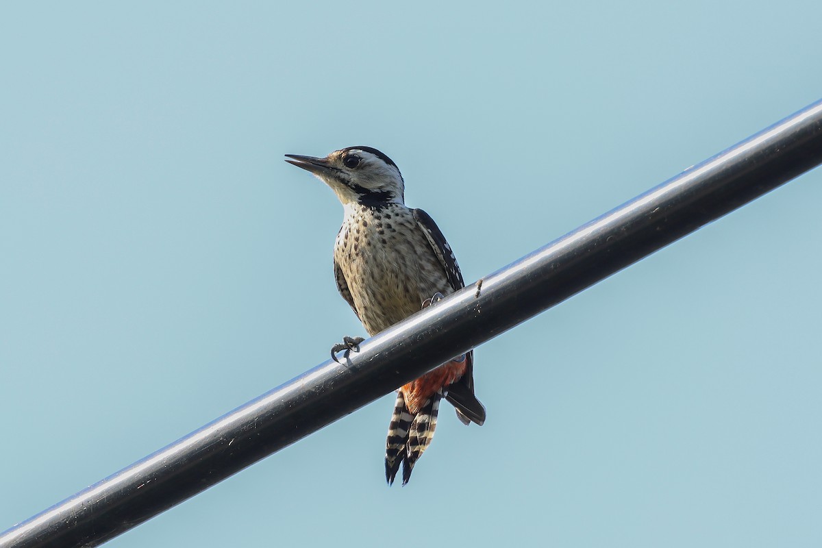 Дятел цятковановолий - ML653279344