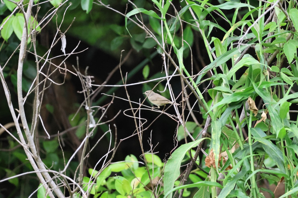 Вівчарик бурий - ML653279875