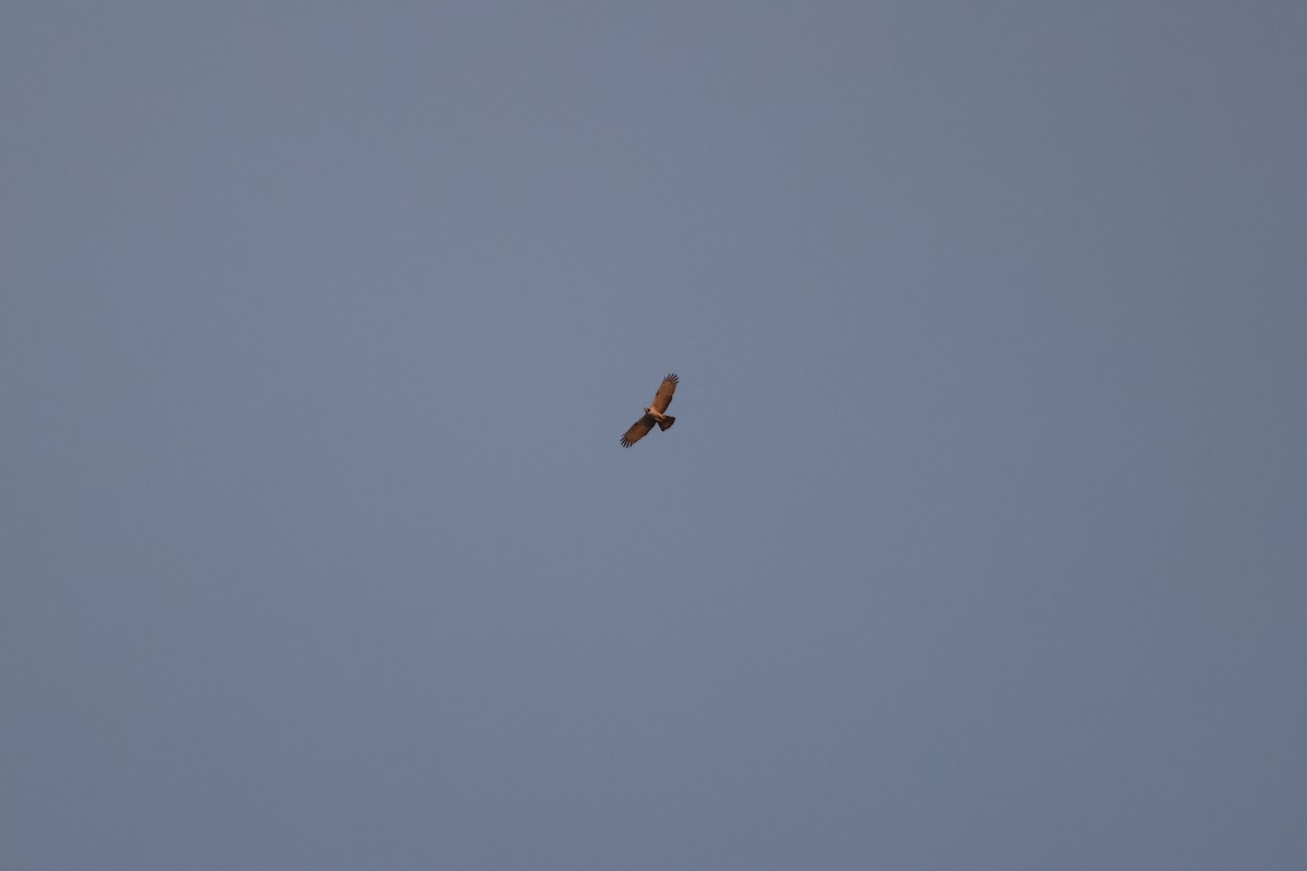 Осоїд чубатий (підвид orientalis) - ML653279902