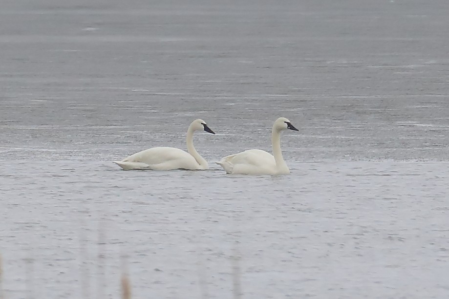 Zwergschwan - ML653280258